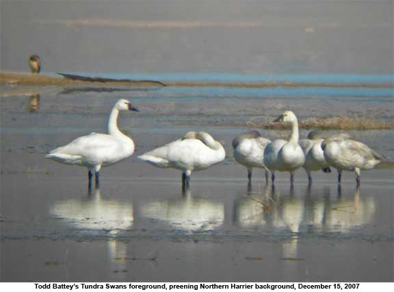 Tundra Swans and Northern Harrier