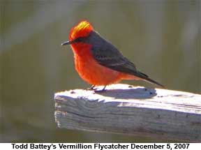 Vermillion Flycatcher by Todd Battey