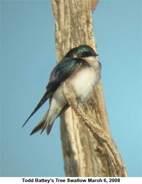 Tree Swallow by Todd Battey