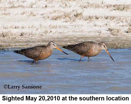 Godwits sighted by Larry Sansone at Piute Ponds May 2010
