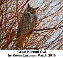 Great Horned Owl by Kevin Eastman