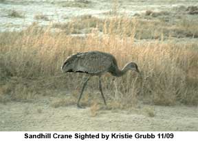 Sandhill Crane at Piute Ponds 