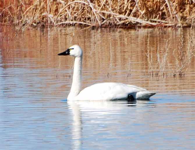 Great Blue Swan